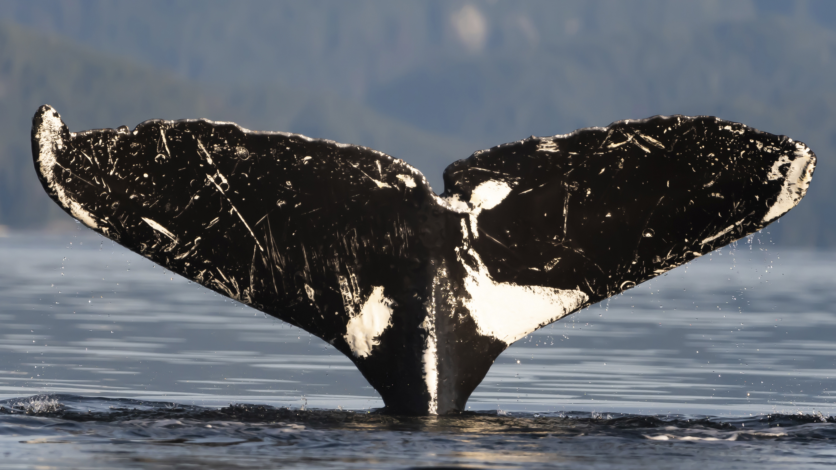 Vanishing Whale poster